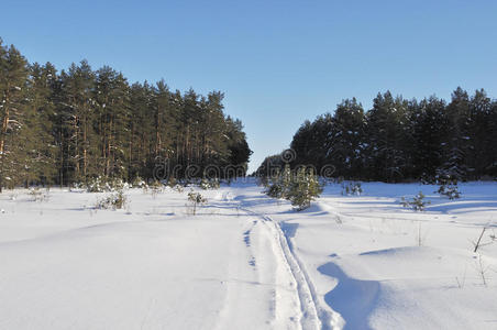 冬季森林里有滑雪道的大空地图片