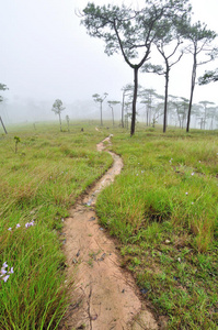 松林公路