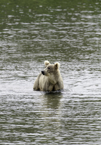 阿拉斯加棕熊站在水里