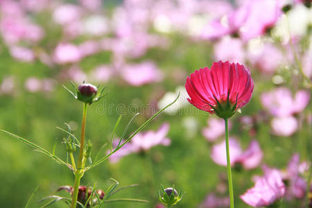 萌芽与绽放的宇宙