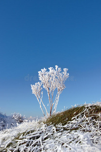 冰雪覆盖的草沟，杂草丛生