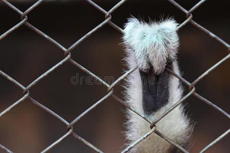 笼子里的白手长臂猿。