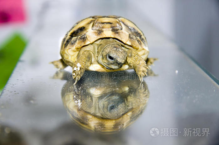 赫尔曼的乌龟宝宝