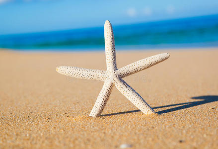 海星，海滩上的贝壳