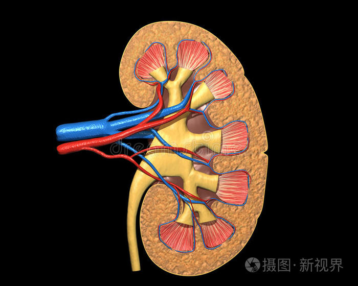 正常肾组织切片图解图片