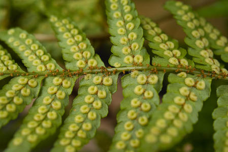 黑松露黑孢子块菌蕨类和孢子蕨类植物孢子带孢子的draparnaldia hp隐