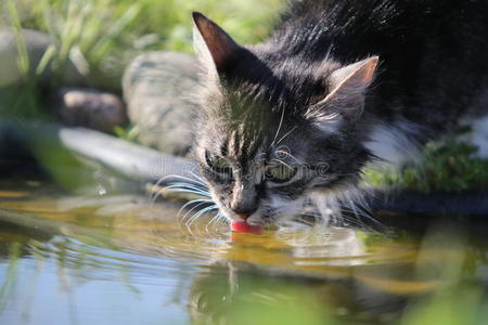 灰猫喝水