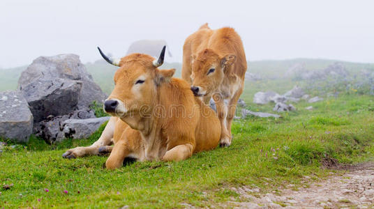 阿斯图里亚斯的褐牛西班牙北部。