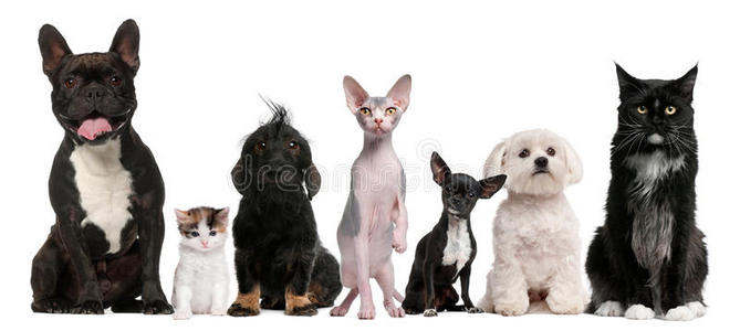 猫狗背景图片 猫狗背景素材 猫狗背景插画 摄图新视界