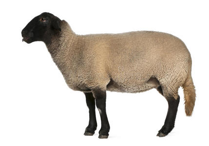 雌性萨福克羊，奥维斯白羊座，2岁