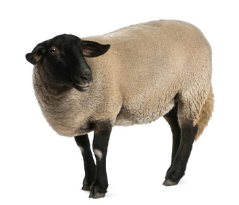 雌性萨福克羊，奥维斯白羊座，2岁