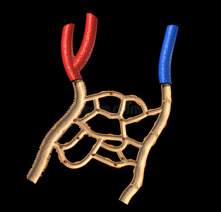 动脉和静脉出血图片
