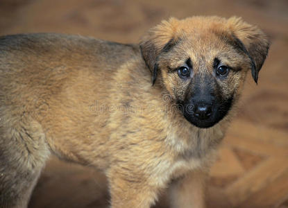 牧羊杂交幼犬