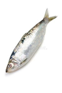 太平洋鲱鱼新鲜沙丁鱼鳕鱼鱼鳞木勺鱼子酱红鲜鱼樱桃番茄和橄榄鱼.