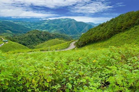 墨西哥葵花野山