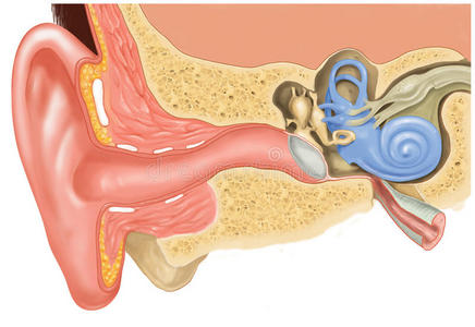 耳蜗纵切面图片