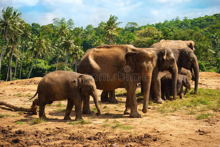 大象一家走向水