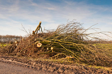 那棵大树的一堆锯过的树枝.照片