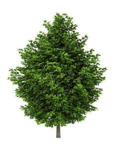 白色的银枫树照片