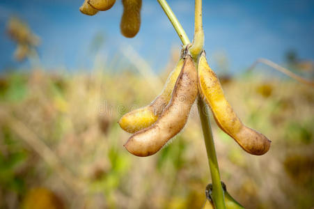 成熟大豆照片