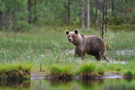 棕色熊和水