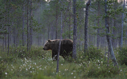 森林中的熊