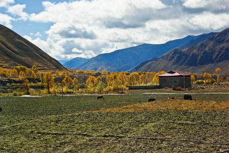 藏族村落图片