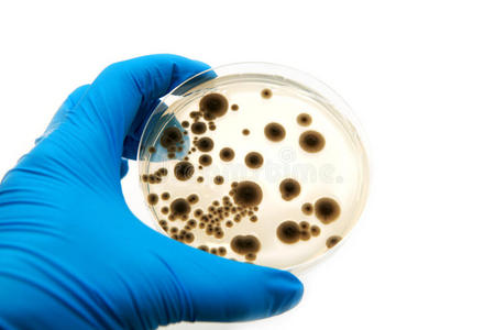真菌微生物平板