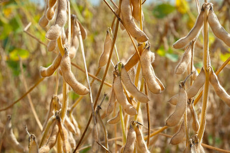 成熟大豆照片