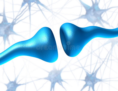 突触和神经元受体