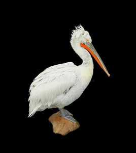 孤立的鹈鹕图片-孤立的鹈鹕素材-孤立的鹈鹕插画-摄图新视界