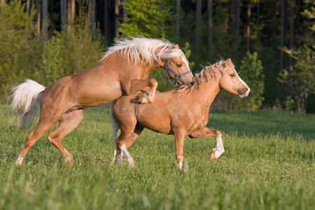马一起奔跑在野外的公马和母马嬉戏站在牧场上的两只公马漂亮的灰色鬃