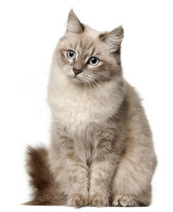 背景猫图片 背景猫素材 背景猫插画 摄图新视界