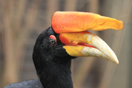 掏空孔例证集合鸟猫头鹰与 owlets 在树梢和松鼠或刺猬在 hollowtree