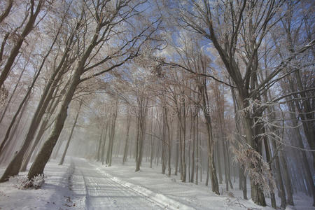 冬季林路