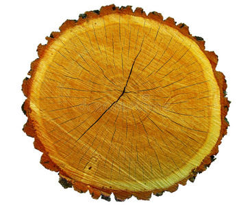 单板 纹理 木材 森林 年龄 特写镜头 自然 时间 裂纹