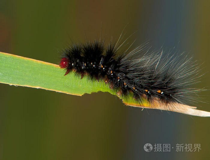红头黑毛毛虫