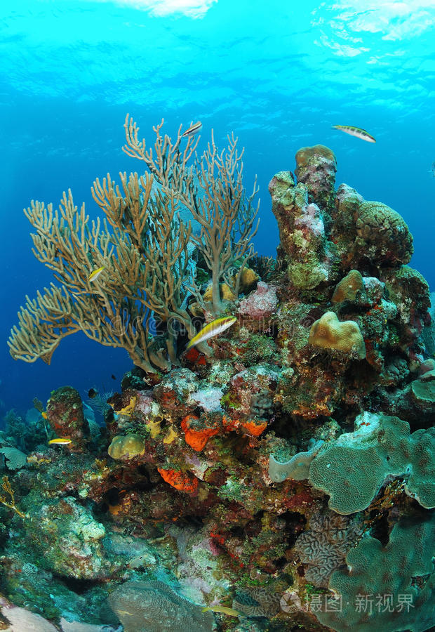 珊瑚海洋生物