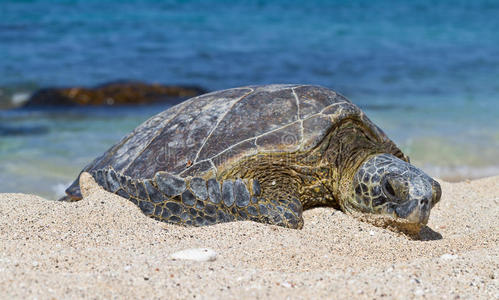 海滩上的honu