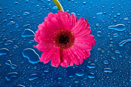 粉红色的花在潮湿的蓝色表面图片