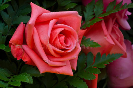 美丽的玫瑰。