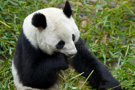 大熊猫吃的食物图片