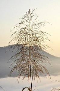 青花早山云雾自然