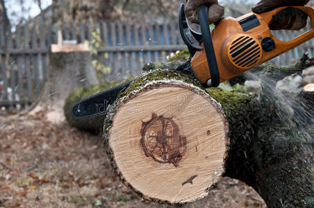 人用电锯砍树