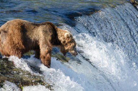 危险的 国家的 急流 哺乳动物 瀑布 动物 灰熊 恐怖症