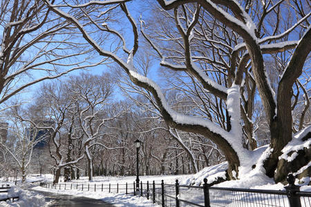 曼哈顿中央公园冬季降雪