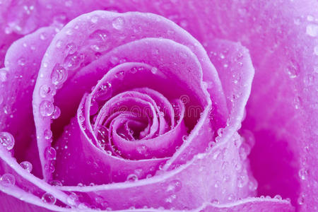 带雨滴的粉红玫瑰特写