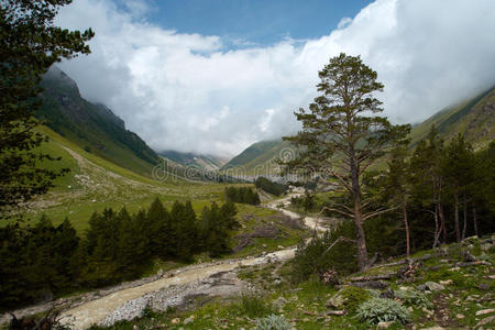 山上的松树