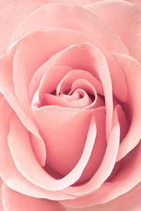 美丽的粉红玫瑰，特写