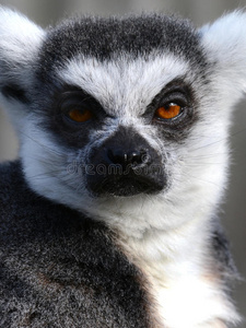 暴躁的环尾狐猴的肖像图片